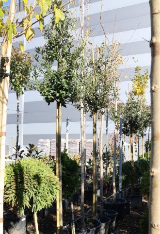 MAGYALTÖLGY FA C. 6/8- QUERCUS ILEX