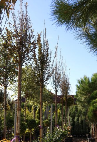   MAGASTÖRZSŰ OSZLOPOS GYERTYÁN C. 10/12 - CARPINUS BETULUS FASTIGIATA