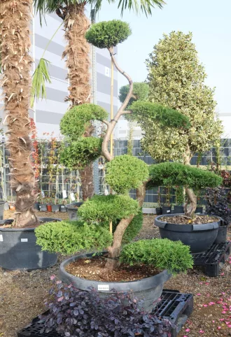 LEYLANDI CIPRUS BONSAI 160/180 CM- CUPRESSOCYPARIS LEYLANDII