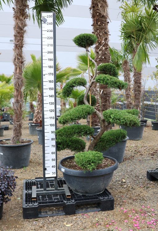 LEYLANDI CIPRUS BONSAI 160/180 CM- CUPRESSOCYPARIS LEYLANDII