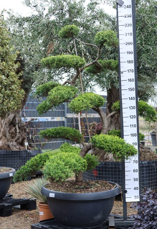 LEYLANDI CIPRUS BONSAI 170 CM- CUPRESSOCYPARIS LEYLANDII