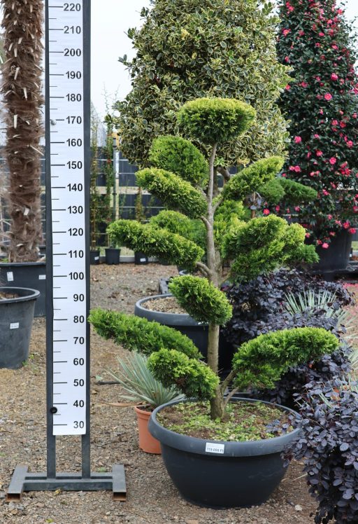 LEYLANDI CIPRUS GOLD RIDER BONSAI 130/150 CM- CUPRESSOCYPARIS LEYLANDII GOLD RIDER