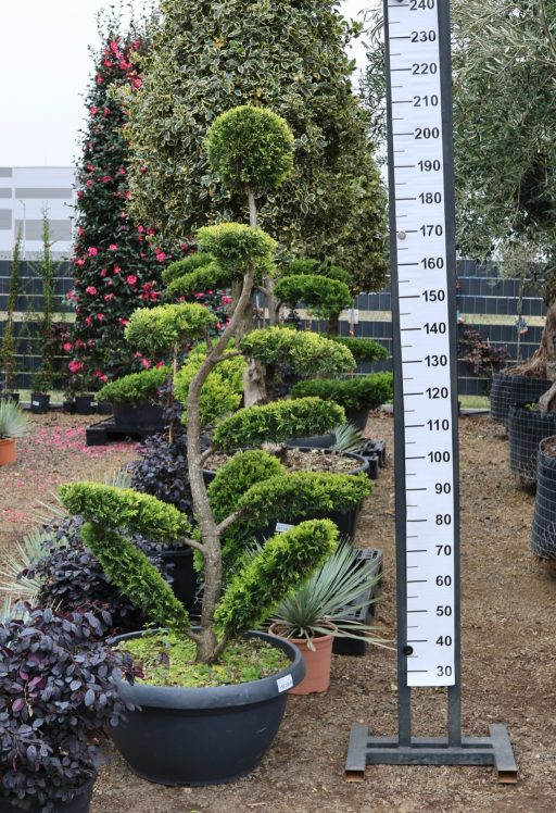 LEYLANDI CIPRUS GOLD RIDER BONSAI 150/170 CM- CUPRESSOCYPARIS LEYLANDII GOLD RIDER