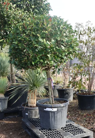   KORALLBERKENYE RED ROBIN 80/100 CM GÖMB TÖRZSES- PHOTINIA FRASERI RED ROBIN