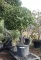 KORALLBERKENYE RED ROBIN 80/100 CM GÖMB TÖRZSES- PHOTINIA FRASERI RED ROBIN