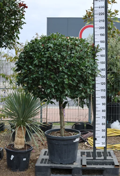 KORALLBERKENYE RED ROBIN 80/100 CM GÖMB TÖRZSES- PHOTINIA FRASERI RED ROBIN