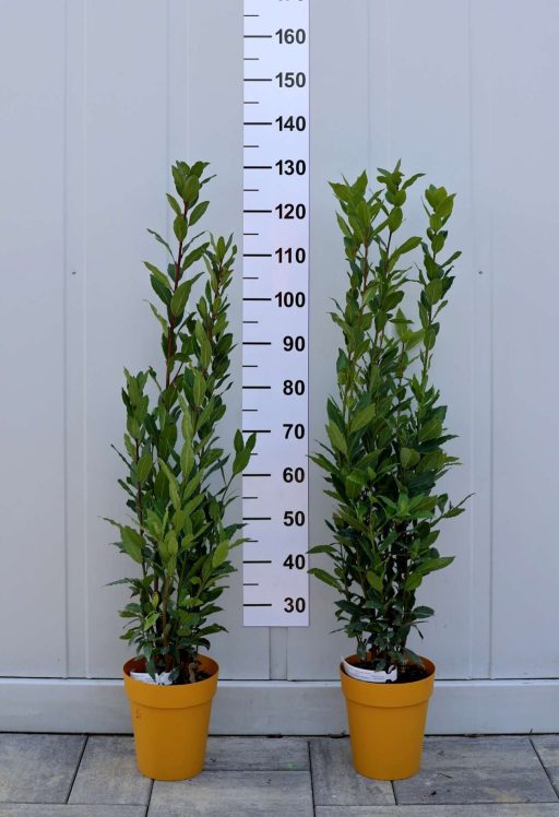 NEMES BABÉR CSERJE 3L- LAURUS NOBILIS BUSH