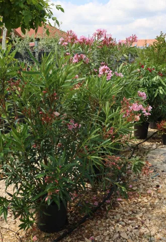 LEANDER CSERJE-NERIUM OLEANDER IN VARIETA’ BUSH
