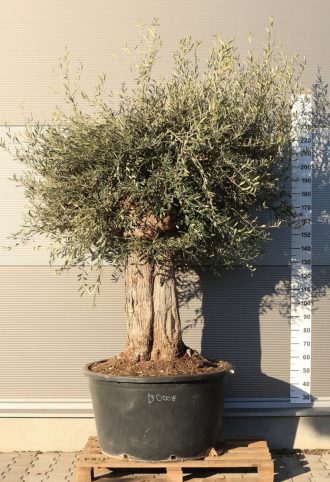 OLAJFA BONSAI HOJIBLANCA B308