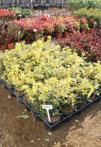 TARKALEVELŰ ILLATCSERJE 3L-OSMANTHUS TRICOLOR BUSH