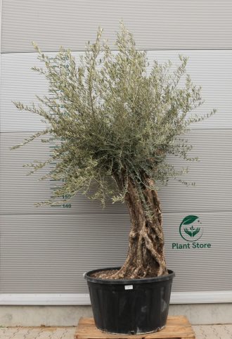 OLAJFA BONSAI HOJIBLANCA B401
