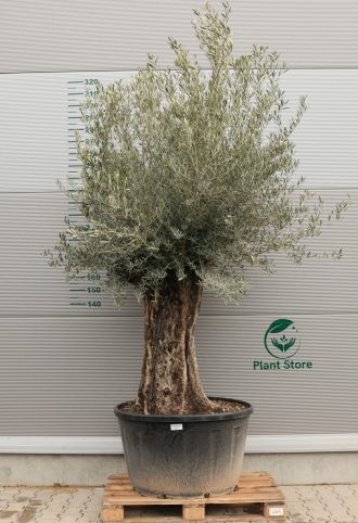 OLAJFA BONSAI HOJIBLANCA B403