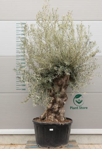 OLAJFA BONSAI HOJIBLANCA B422