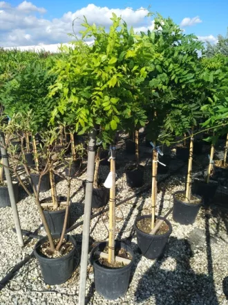 LILAAKÁC MAGAS TÖRZSŰ-WISTERIA IN VARIETA’ 1/2 STANDARD