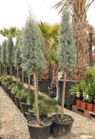 ARIZÓNAI CIPRUS MAGASTÖRZSŰ- CUPRESSUS ARIZONICA