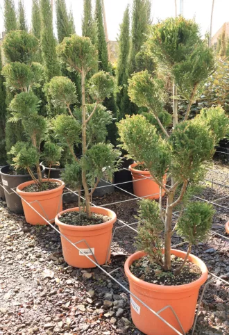  LEYLANDI CIPRUS CASTLEWELLAN GOLD PON PON 80 CM- CUPRESSOCYPARIS LEYLANDII CASTLEWELLAN GOLD