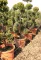 LEYLANDI CIPRUS PYRAMIDALIS PON PON 80 CM- CUPRESSOCYPARIS LEYLANDII PYRAMIDALIS
