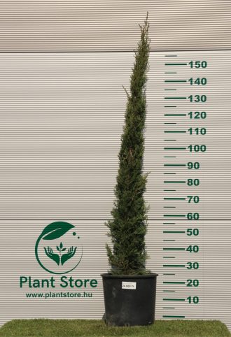  EURÓPAI CIPRUS TOTEM 100/150 CM- CUPRESSUS SEMPERVIRENS TOTEM