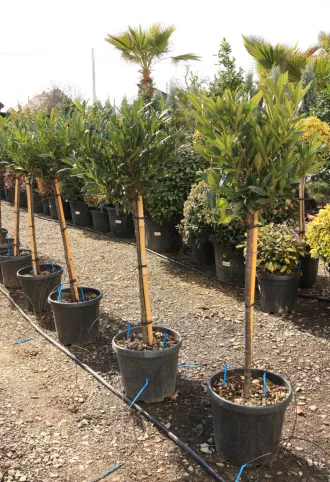   TÖRPE BABÉRMEGGY OTTO LUYKEN MAGASTÖRZSŰ 1/2- PRUNUS LAUROCERASUS OTTO LUYKEN