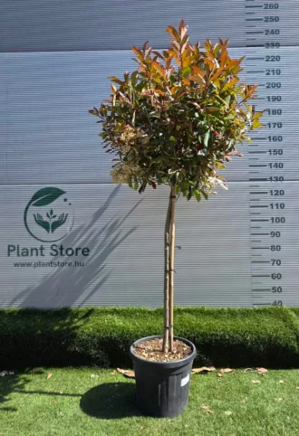   KORALLBERKENYE PINK MARBLE MAGASTÖRZSŰ 1/2- PHOTINIA FRASERI PINK MARBLE