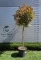 KORALLBERKENYE PINK MARBLE MAGASTÖRZSŰ 1/2- PHOTINIA FRASERI PINK MARBLE