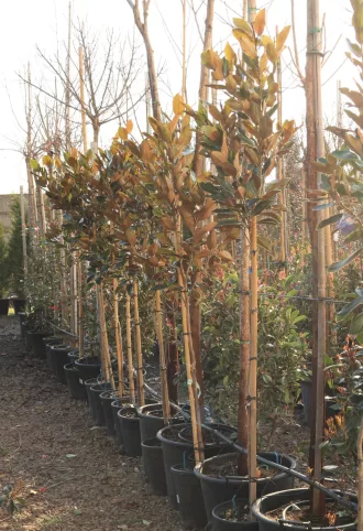   ÖRÖKZÖLD MAGNÓLIA LITTLE GEM MAGASTÖRZSŰ- MAGNOLIA GRANDIFLORA LITTLE GEM