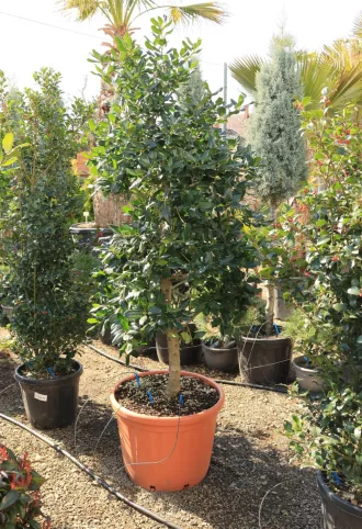   MAGYAL NELLIE R. STEVENS TÖLCSÉR- ILEX MUTCHAGARA NELLIE R. STEVENS