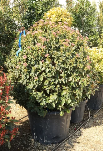 TÉLI BANGITA GÖMB 90-100 CM- VIBURNUM TINUS EVE PRICE