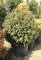 TÉLI BANGITA GÖMB 90-100 CM- VIBURNUM TINUS EVE PRICE