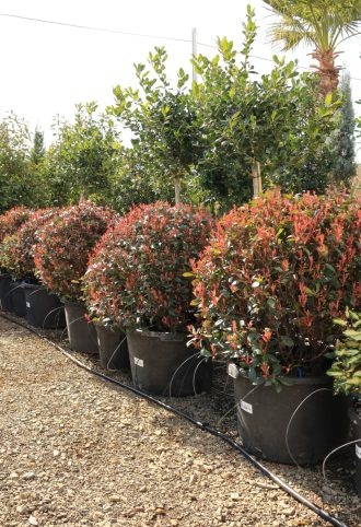   KORALLBERKENYE ROBUSTA COMPACTA GÖMB 70 CM- PHOTINIA FRASERI ROBUSTA COMPACTA