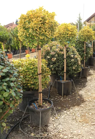   SÁRGATARKA JAPÁN KECSKERÁGÓ MAGASTÖRZSŰ 1/2 20L- EUONYMUS JAPONICUS AUREA