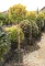SÁRGATARKA JAPÁN KECSKERÁGÓ MAGASTÖRZSŰ 1/2 20L- EUONYMUS JAPONICUS AUREA