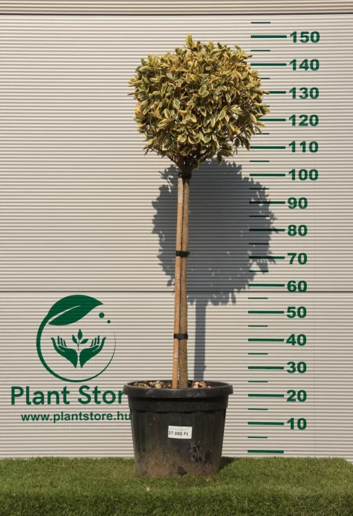 TARKA JAPÁN KECSKERÁGÓ MAGASTÖRZSŰ 1/2 20L- EUONYMUS JAPONICUS BRAVO