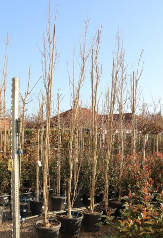   AMERIKAI ÁMBRAFA OSZLOPOS 350/400 CM- LIQUIDAMBAR STYRACIFLUA SLENDER SHILOUETTE