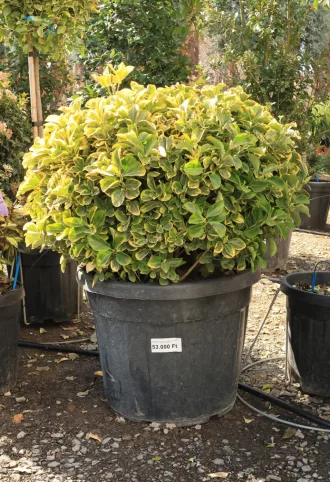   SÁRGATARKA JAPÁN KECSKERÁGÓ GÖMB 55L- EUONYMUS JAPONICUS AUREA