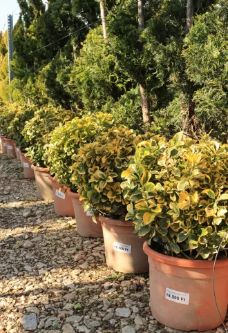   SÁRGATARKA JAPÁN KECSKERÁGÓ GÖMB 18L- EUONYMUS JAPONICUS AUREA