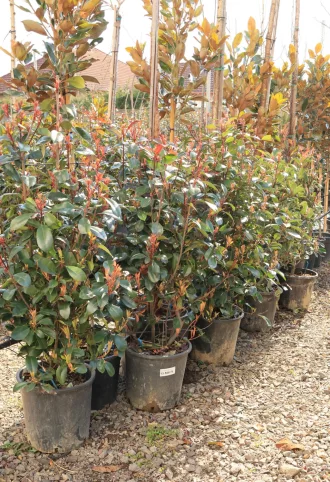  KORALLBERKENYE RED ROBIN BOKOR 18L- PHOTINIA FRASERI RED ROBIN