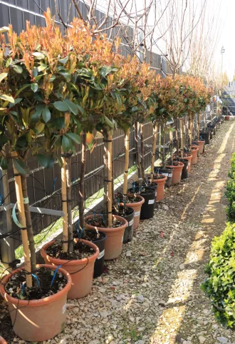   KORALLBERKENYE RED ROBIN TÖRZSES 1/4- PHOTINIA FRASERI RED ROBIN
