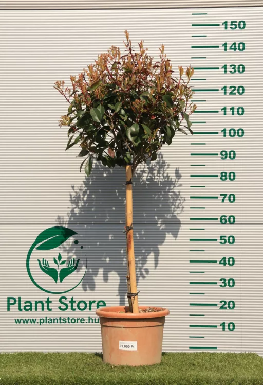 KORALLBERKENYE RED ROBIN TÖRZSES 1/4- PHOTINIA FRASERI RED ROBIN
