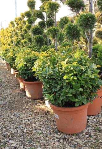   SÁRGATARKA JAPÁN KECSKERÁGÓ GÖMB 25L- EUONYMUS JAPONICUS AUREA