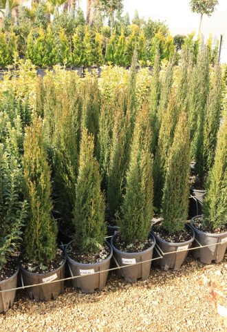 EURÓPAI CIPRUS GRACILIS- CUPRESSUS SEMPERVIRENS GRACILIS