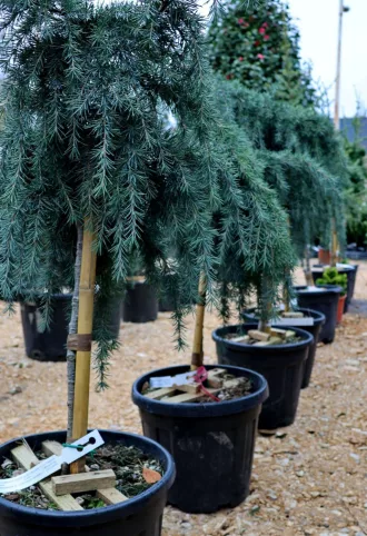   KÉK HIMALÁJAI CÉDRUS-CEDRUS DEODARA FEELING BLUE 1/4 STANDARD
