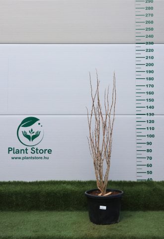   KÍNAI JÚDÁSFA AVONDALE 120/150 CM- CERCIS CHINENSIS AVONDALE