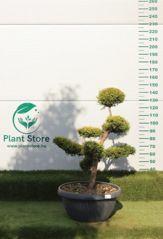   LEYLANDI CIPRUS CASTLEWELLAN GOLD BONSAI 100/130 CM- CUPRESSOCYPARIS LEYL. CASTLEWELLAN GOLD