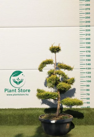   LEYLANDI CIPRUS CASTLEWELLAN GOLD BONSAI 130/150 CM- CUPRESSOCYPARIS LEYL. CASTLEWELLAN GOLD