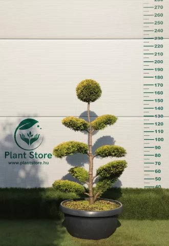   LEYLANDI CIPRUS GOLD RIDER BONSAI 130/150 CM- CUPRESSOCYPARIS LEYL. GOLD RIDER