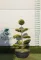 LEYLANDI CIPRUS GOLD RIDER BONSAI 130/150 CM- CUPRESSOCYPARIS LEYL. GOLD RIDER