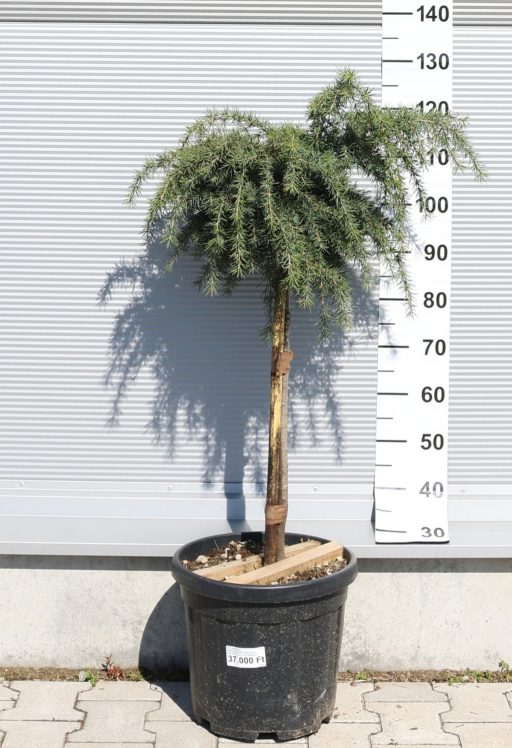 KÉK HIMALÁJAI CÉDRUS-CEDRUS DEODARA FEELING BLUE 1/4 STANDARD