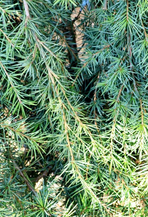 KÉK HIMALÁJAI CÉDRUS-CEDRUS DEODARA FEELING BLUE 1/4 STANDARD