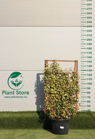   SZÉLES LEVELŰ EZÜSTFA MARYLINE PANEL 120X70 CM-  ELAEAGNUS EBBINGEI MARYLINE 
